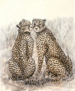 ‘Cheek to Cheetah’